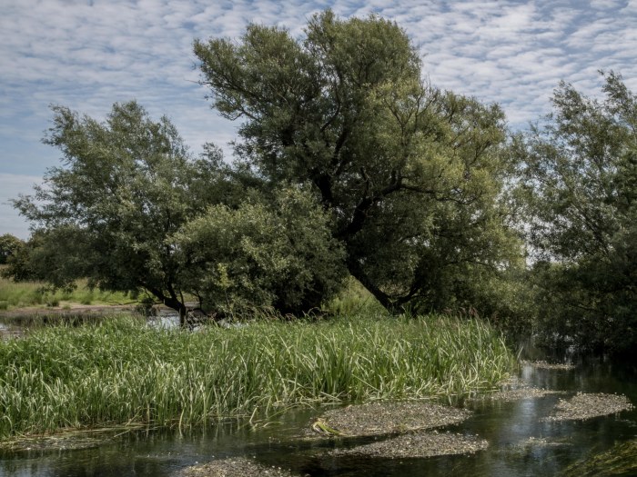 River Hull through Snakeholme Pastures, East of Wansford