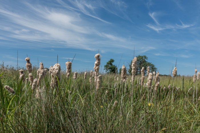 Origins - Snakehole Pastures, Bulrush and Iris